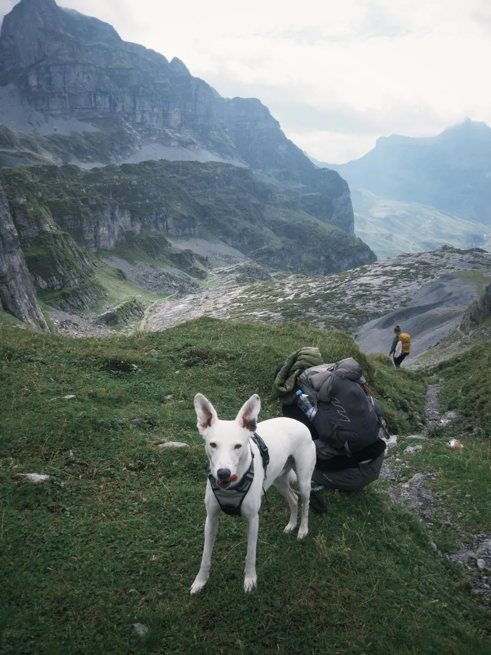 Hund beim Wandern