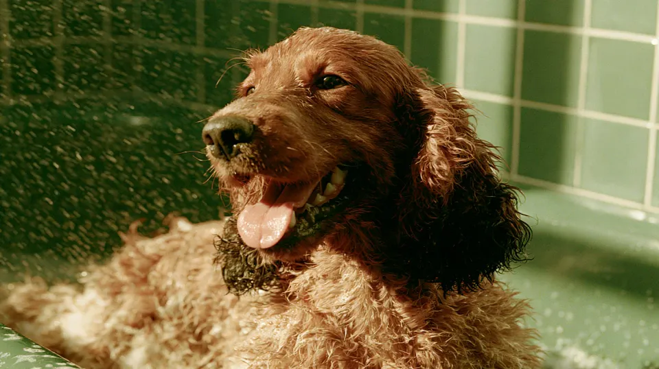 Langhaariger Hund beim Baden im Sonnenlicht