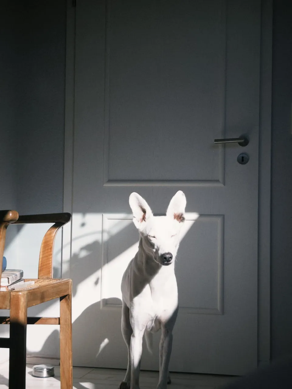 Hund in Licht