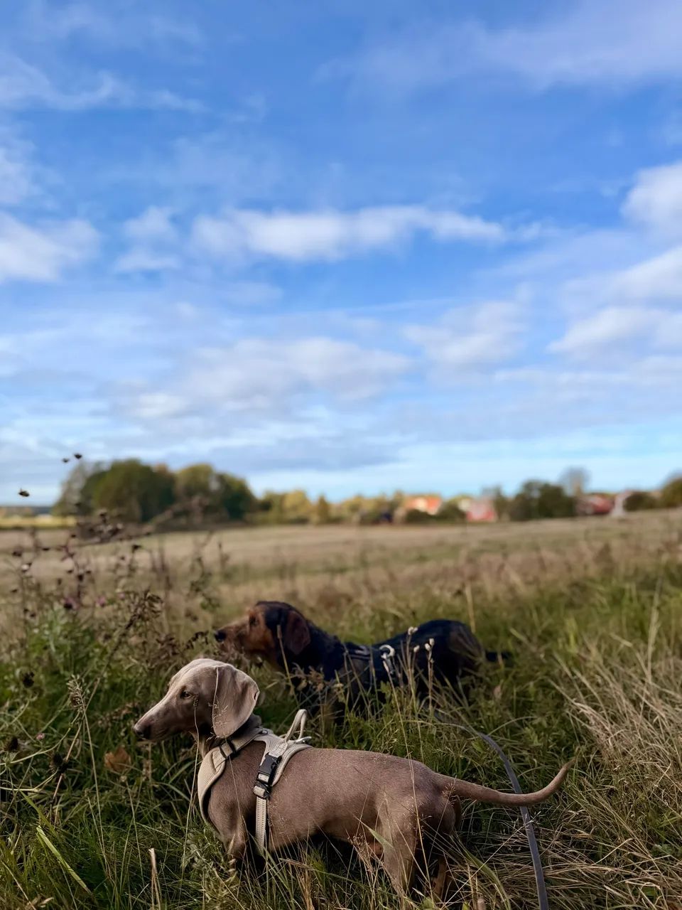 zwei Hunde in einer Wiese