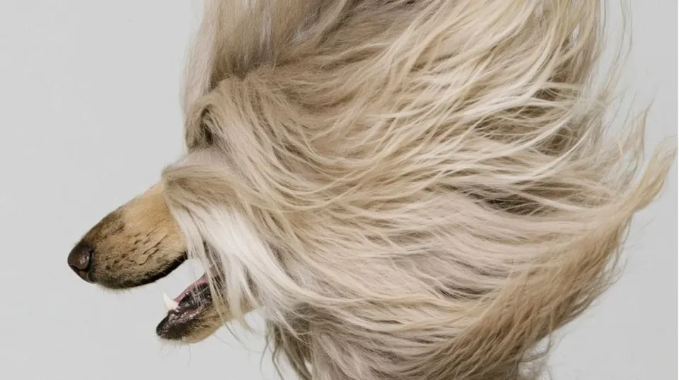 Langhaariger Hund mit fließendem Fell
